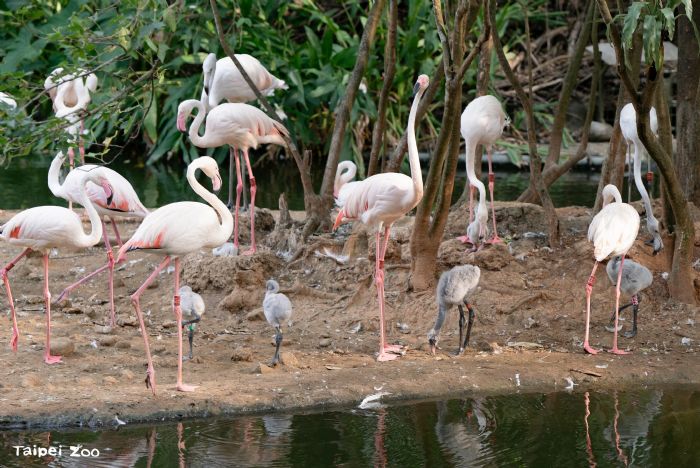 北市動物園迎來粉紅喜事！水禽區 6 隻大紅鶴寶寶亮相，萌樣療癒全場